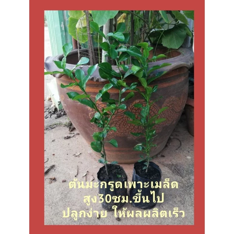 ต้นมะกรูด​เพาะเมล็ด​ ราคา 19 บาทค่ะ