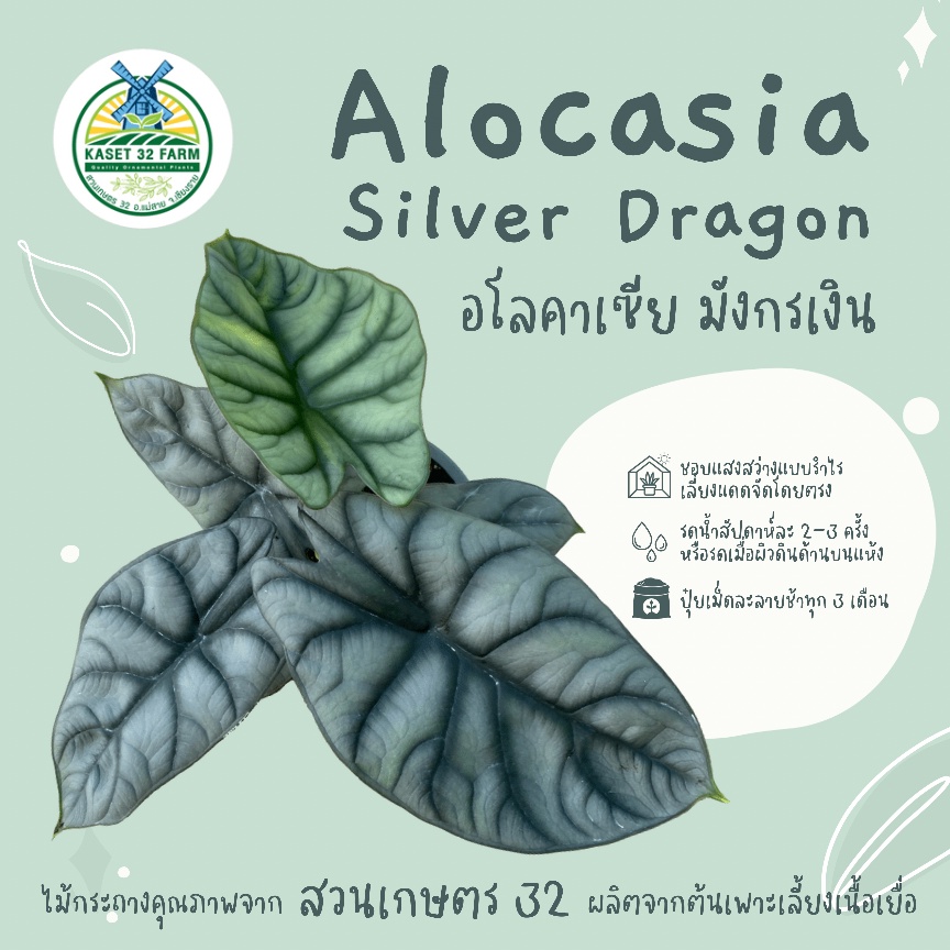 Alocasia Silver Dragon : อโลคาเซียมังกรเงิน ต้นมังกรเงิน กระถาง 5 นิ้ว