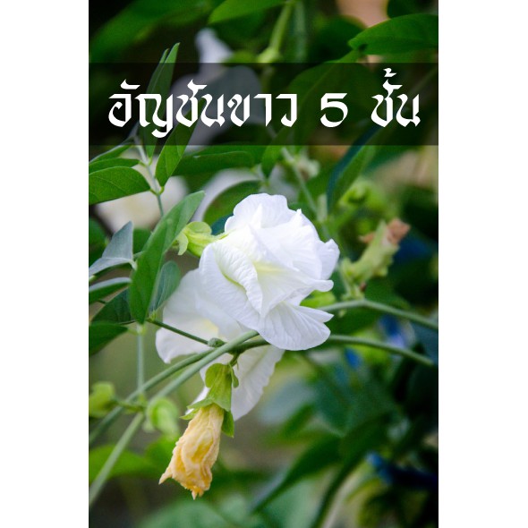 อัญชันขาว 5ชั้น สวยดั่งนางฟ้า ซ้อนกันเยอะมาก ขาวสวยจริงๆ