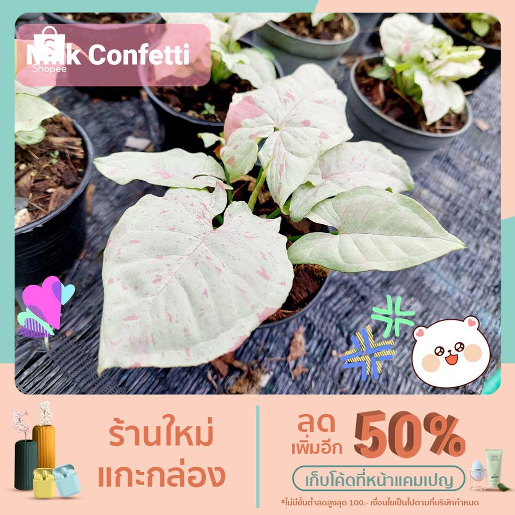 🌿Syngonium Milk Confetti 🌸 เงินไหลมาด่างชมพู มิ้ลค์คอนเฟตติ [LotAZ01] ไม้วางข้อรากเดินดี แทงยอดใหม่