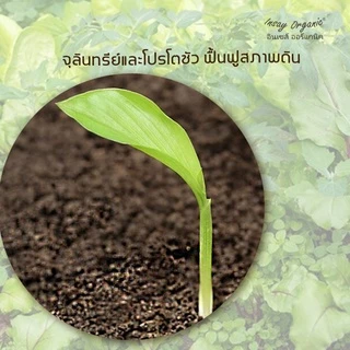น้ำหมักมูลไส้เดือนINSAY บำรุงรากพืช ปลดปล่อยธาตุอาหาร ฟื้นฟูสภาพดิน ใช้กับพืชทุกชนิด ขนาด 1 ลิตร