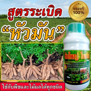 สูตรเข้มข้น ปุ๋ยมันสำปะลัง 500 ซีซี ฮอร์โมนระเบิดหัว เร่งแป้ง มันสำปะหลัง ปุ๋ยเร่งรวงข้าว ระเบิดหัวมัน ปลอดสารพิษ100 %