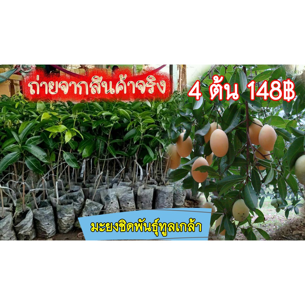 4ต้น*ต้นมะยงชิดทูลเกล้า ให้ผลใหญ่เท่าไข่ไก่กรอบ ต้นเสียบยอด25-30เซ็นผลผลิตผลใหญ่ สีสันสดใส หวานกรอบ ถ่ายจากสินค้าจริง มี