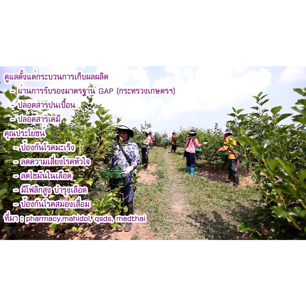 Mulberry Powder ผงมัลเบอรี่ (ภูดอย)100% ปริมาณ 500 กรัม ไม่มีผสม - รูปที่ 6