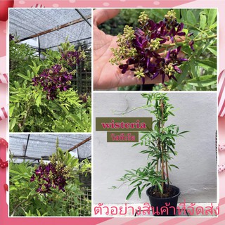 (ขาย ต้นพันธุ์) ต้น ดอก  วิสทิเรีย wisteria ราชินีแห่งไม้เลื้อย ต้นวิสทิเรีย กรูเกษตรโลกสวย