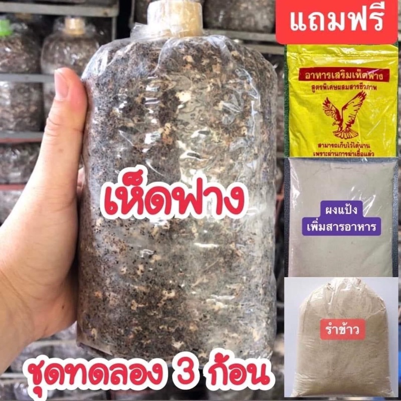 ชุดทดลองเพาะเห็ดฟางแภมฟรีคู่มือการเพาะ