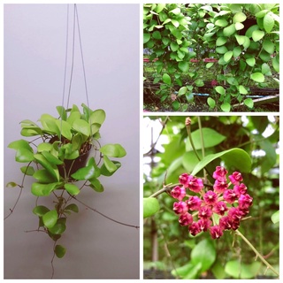 hoya Lucardenasiana (ดอกสีแดง)