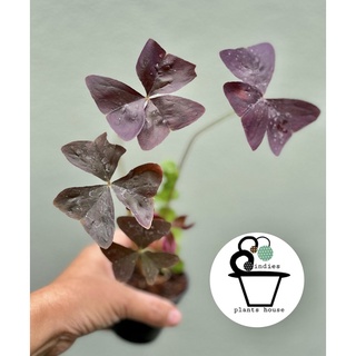 ต้นผีเสื้อราตรี Purple woodsorrel