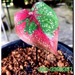 บอนสีนางไหม บอนสีพระนคร บอนสี