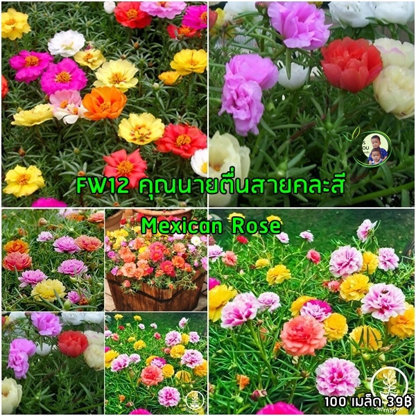 ออกดอกทั้งปี 1000 เมล็ด/ซอง เมล็ดดอก Portulaca Seeds กิ่งแพรเซี่ยงไฮ้คละสี ต้นไม้มงคล ต้นไม้ฟอกอากาศ พันธุ์ไม้ดอก