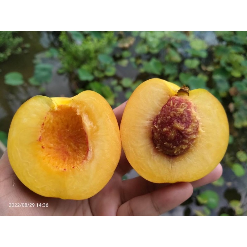 เนคเทอรีน ลูกพีช เนื้อเหลือง พีชสวยๆ นำเข้าจากจีน สดใหม่ รูปที่ 2
