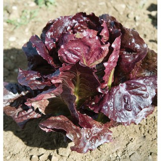 เมล็ด ผัดสลัดแดง เรดโรเมน - Super Red Romaine Lettuce