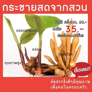 กระชายสดจากสวน สำหรับประกอบอาหาร