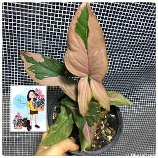 เงินไหลมาด่างชมพู ช็อคโกแลต Syngonium Pink Splash