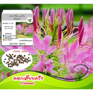 เมล็ดพันธุ์ดอกเสี้ยนฝรั่ง (Cleome) 150 เมล็ด ดอกไม้สีชมพู เมล็ดพันธุ์ดอกเสี้ยนฝรั่ง เมล็ดดอกเสี้ยนฝรั่ง เมล็ดดอกไม้