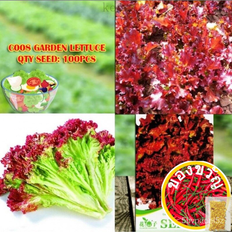 C008 GARDEN LETTUCE SPECIES เมล็ดพันธุ์พืช seeds seeds seeds W28T