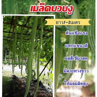 เมล็ดบวบงูอนาคอนด้า ยาว50-100cm