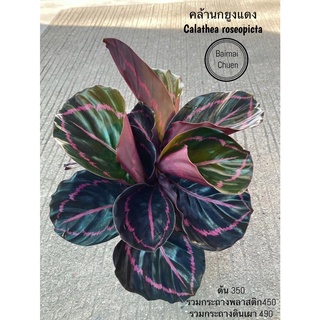 ต้นคล้านกยูงเเดง//เขียว Calathea roseopicta พร้อมส่ง