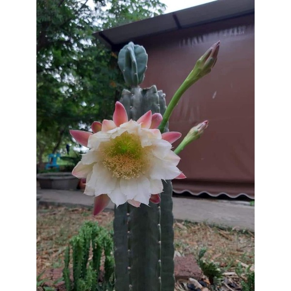 Jamacaru จามาคารูไร้หนาม (หนามน้อย)ตอตัดสด สวนเราเองค่ะ cereushidmannianus Cereus jamacaru ตอจามาคาร