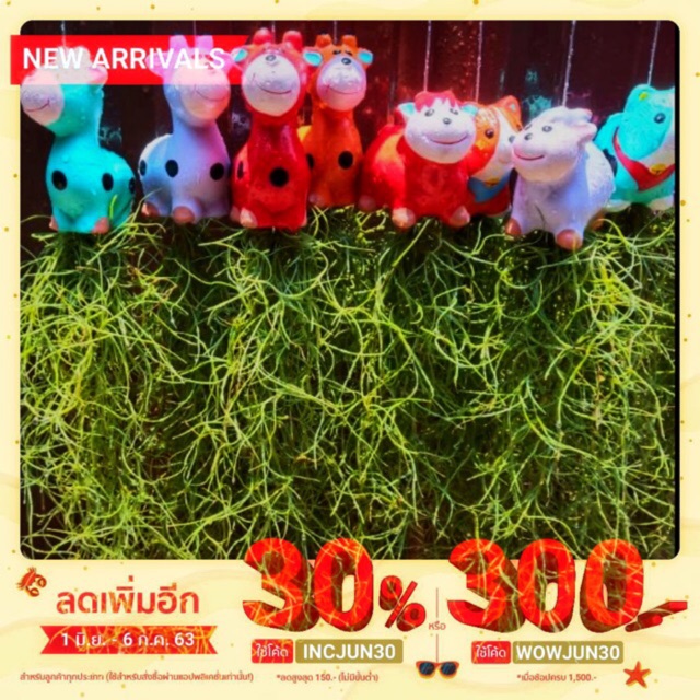 🌿ตุ๊กตาเคราฤาษี คละแบบเครายาว30cm🌿