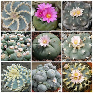 Lophophora williamsii mixed (5 seeds)