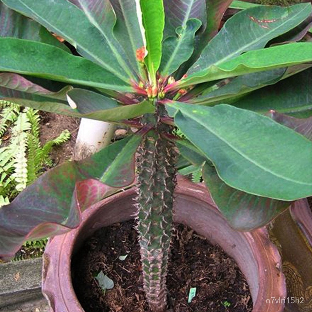 รวมกัน 99+ ภาพพื้นหลัง โป๊ยเซียนจักรพรรดิ อัปเดต