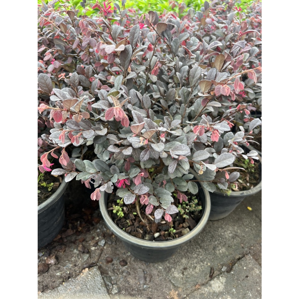 มุมมอง 4