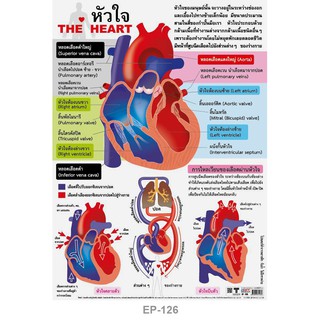 โปสเตอร์ หัวใจ #EP-126 โปสเตอร์พลาสติก PP โปสเตอร์สื่อการเรียนการสอน สื่อการเรียนรู้