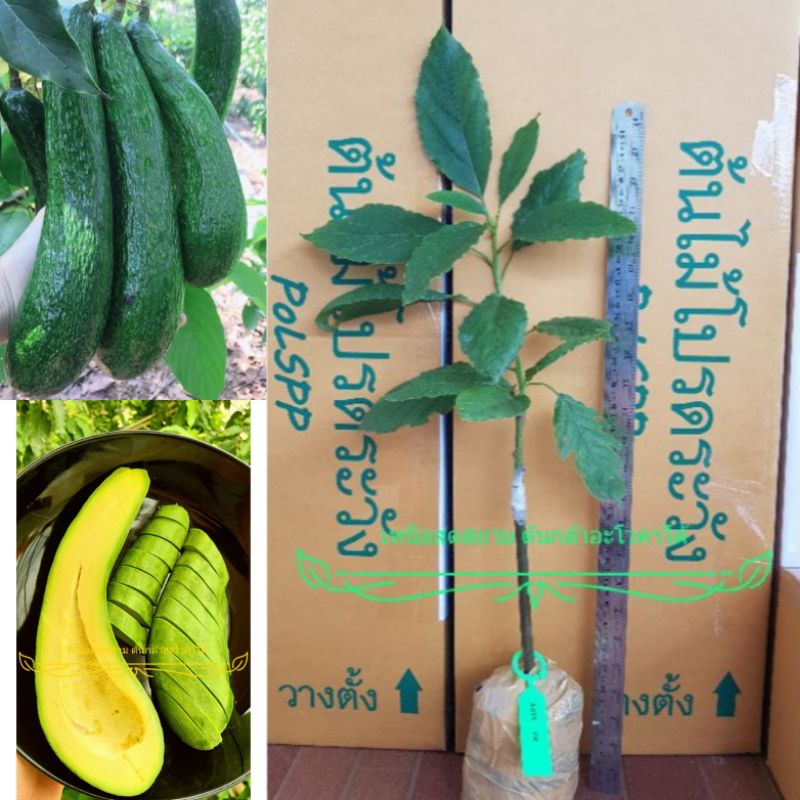 ต้นอโวคาโด้ เสียบกิ่ง พันธุ์ A034 ลูกยาว พันธุ์แท้ พร้อมลงปลูก 1 ต้น (034 Avocado tree)
