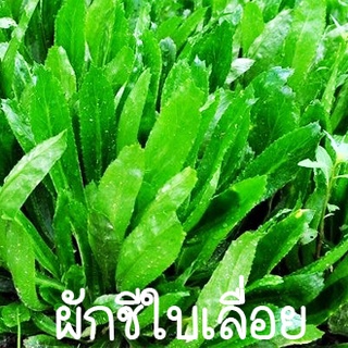 ผักชีใบเลื่อย🎯ถูกที่สุด10บ.📌เมล็ดพันธุ์ผักชีใบเลื่อย 300 เมล็ด🎈งอกง่าย🌱โตไว☘️พุ่มใหญ่🌱ใบดก