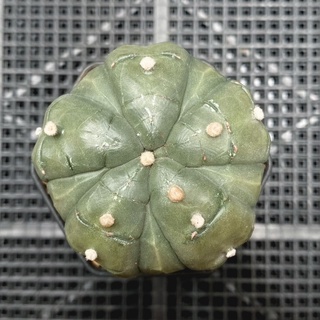 Astrophytum Kikko 5 Rib Fukuryo แอสโตรกิ๊กโกะ5พูแทรก (ส่งเคาะราก)