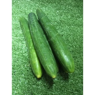 แตงกวาญี่ปุ่นสด ปลอดสาร 🥒- มีใบรับรอง แตงกวายาว ผักผลไม้