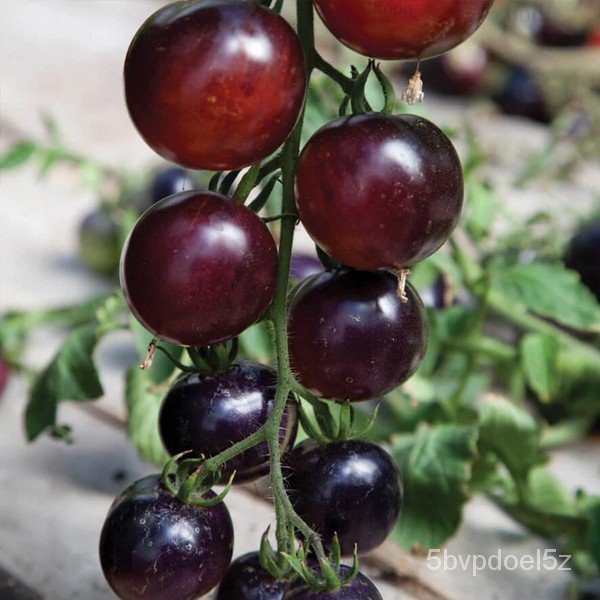 10PCS【NEW】Black Tomato Seeds - Black Indigo Rose Tomato Seedsแม่และเด็ก/แอปเปิ้ล/ผู้ชาย/กางเกง/เมล็ด