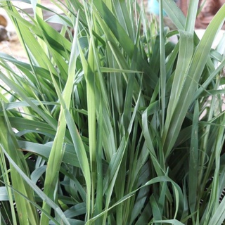 หญ้าขนสดหญ้าขนสด สำหรับเป็นอาหารสัตว์