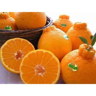 ต้นส้มเดโกปอง Dekopon Orange ขึ้นชื่อว่าเป็นส้มที่อร่อยที่สุดในโลก ปลูกได้ทุกภาคในประเทศ ติดผลตลอดปี สูง30-50 cm.