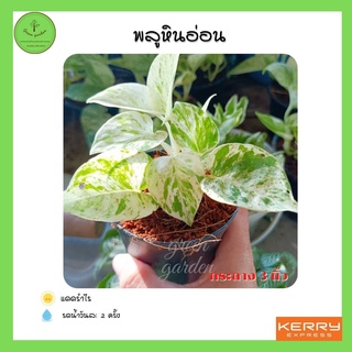 พลูหินอ่อน Epipremnum aureum Bunting cv. Marble Queen ต้นไม้จิ๋ว ไม้มงคล วางในโต๊ะทำงาน