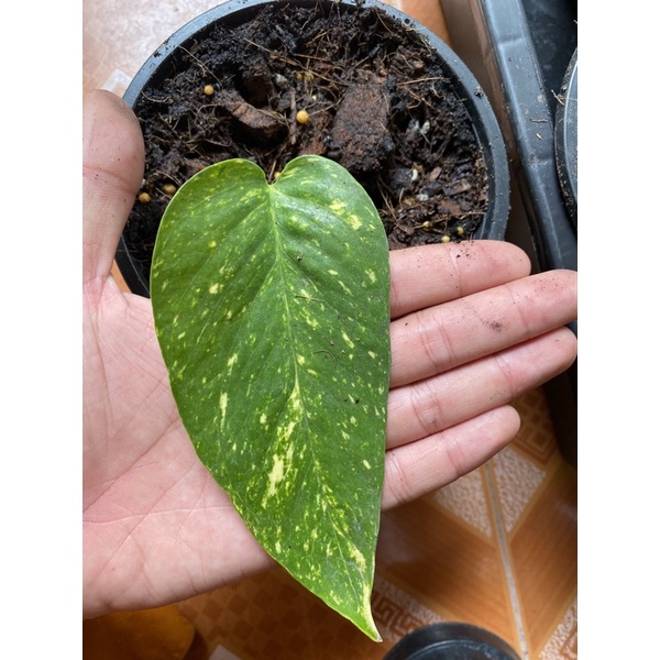 Epipremnum pinnatum variegated อิพิด่างเหลืองNo.2 ☘️