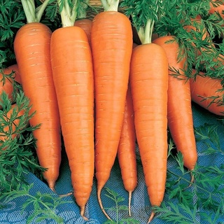 เมล็ดพันธุ์ แครอท สีส้ม (Danver Carrot Seed) บรรจุ 1000 เมล็ด คุณภาพดี ของแท้ 100% ไม่ใช่พืช