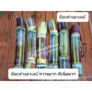 อ้อยด่างมาเลย์ 6 ท่อน 12 ข้อตา (แถมท่อนชิม) 120 บาท (บ่มท่อนพันธุ์ให้ระหว่างขนส่ง เมื่อของถึง 3 วัน ค่อยเปิดกล่อง)