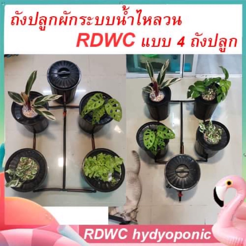 ☀️ถังปลูกRDWC ถังปลูกผักไฮโดรโปนิกส์ระบบน้ำไหลเวียน ถังปลูกผักแบบไม่ใช้ดิน ถังปลูกผักแอโร่โปรนิก ปลู