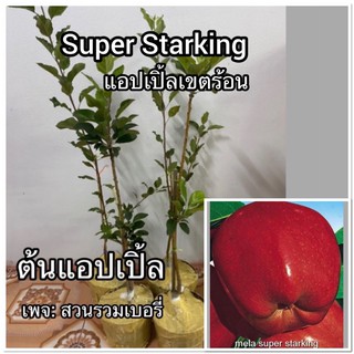 ต้นแอปเปิ้ล SUPER STARKING แอ๊บเปิ้ล apple