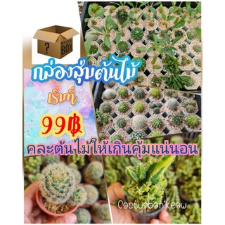 กล่องสุ่มต้น กล่องสุ่มแคคตัส กล่องสุ่มกุหลาบหิน ♥️🌵🌿🔥