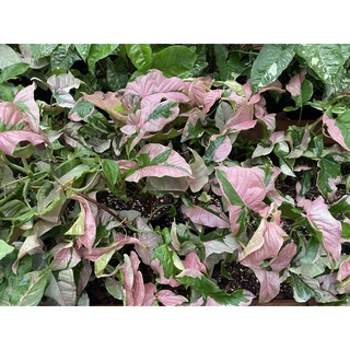 Syngonium pink lava or pink beauty (พิ้งค์ลาวา)