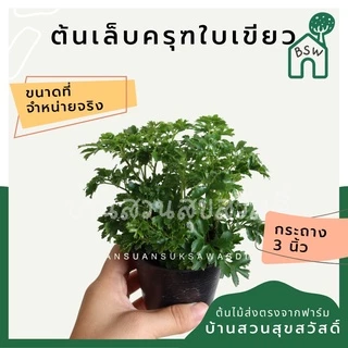 ต้นไม้มงคล 20 บาท 5 แถม 1 ต้นไม้ฟอกอากาศ ไม่มีขั้นต่ำการสั่ง อัพเดตทุกเดืแน