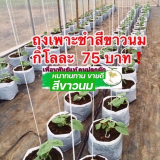 ถุงเพาะชำสีขาวนมเกรด A อย่างหนา! ขนาด(1KG) (มีหลายขนาดให้เลือก)