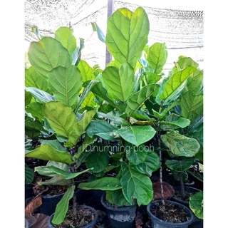 ไทรใบสัก สูงประมาณ 70-90cm. (ใบใหญ่./กระถาง25")