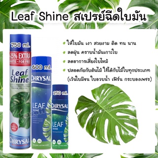 สเปรย์ฉีดใบมัน แท้100% คริสซอล (Chrysal Leaf Shine) สเปรย์ฉีดใบมัน สเปรย์ใบมัน