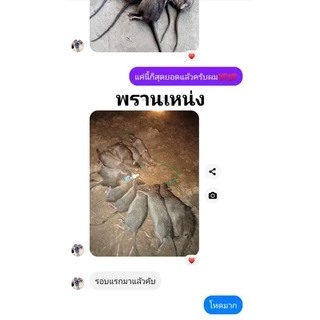 หัวเชื้อดักหนู ใช้สำหรับล่อหนูนา ขนาด 50 ML.