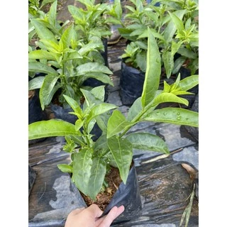 ต้นราตรี หรือ ต้นหอมดึก ไม้ดอกยิ่งดึกยิ่งหอม 🍃