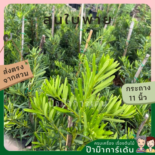 มุมมอง 2